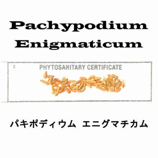 12月入荷 20粒+ パキポディウム エニグマチカム 種子 種 証明 グラキリス(その他)