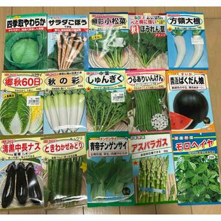 野菜の種　ばくだん娘　スイカ入り(野菜)