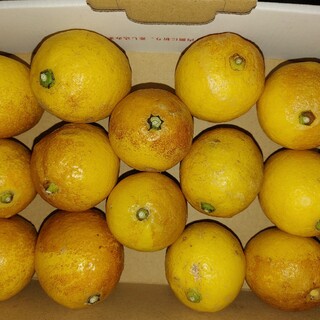 国産 無農薬 レモン 1.1kg 送料無料