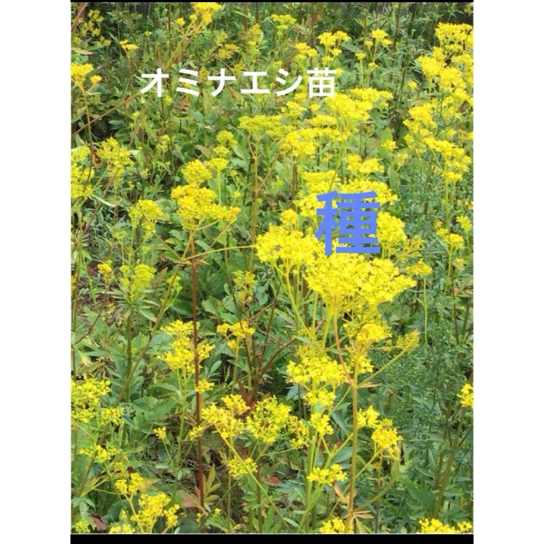 山野草　茶花　オミナエシ抜き苗十芽 ハンドメイドのフラワー/ガーデン(その他)の商品写真