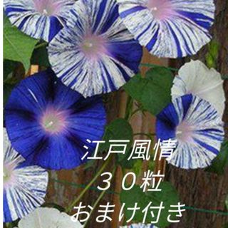 花の種　朝顔　江戸風情の種　おまけ付き(その他)