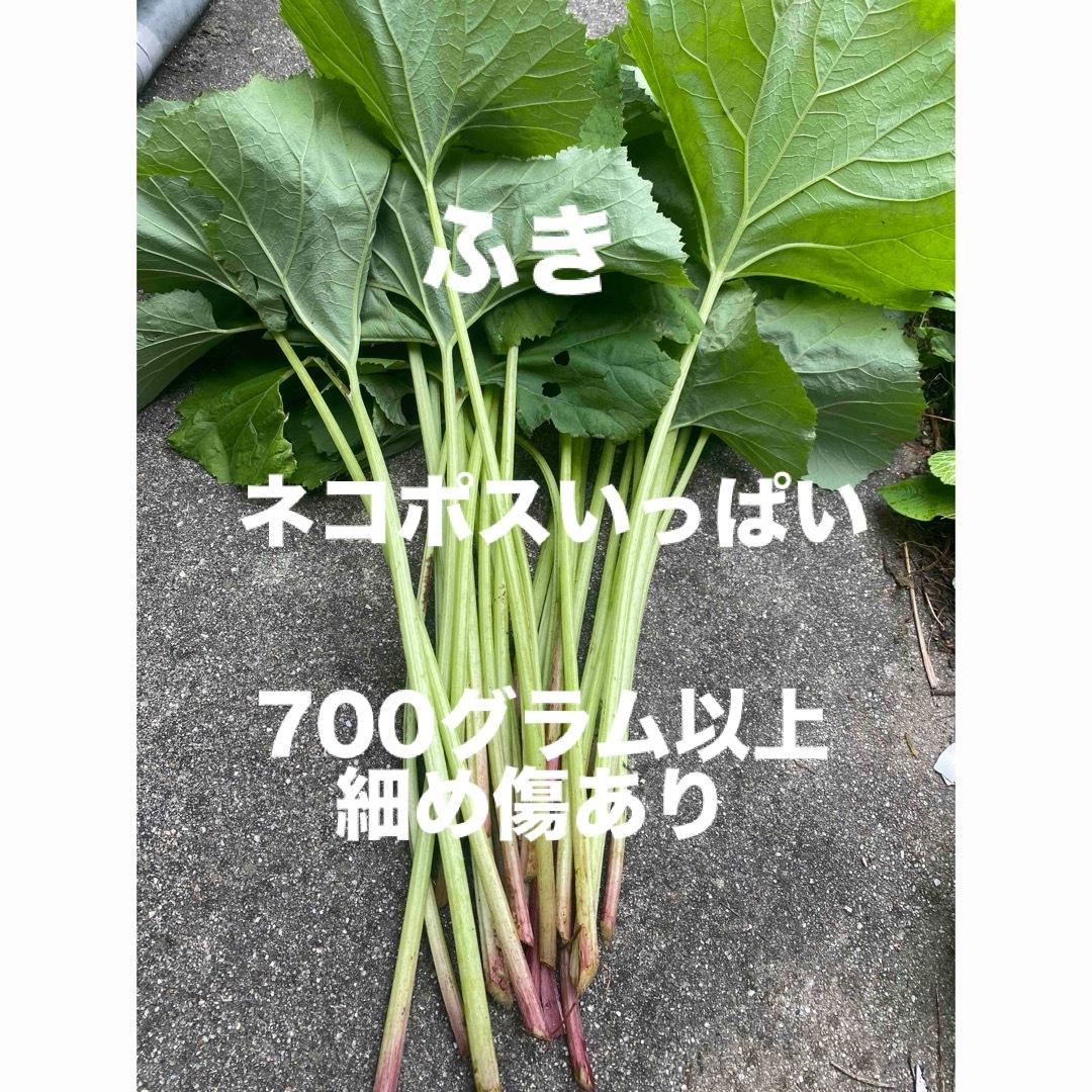 ふき(細め、傷あり)ネコポスいっぱい 食品/飲料/酒の食品(野菜)の商品写真