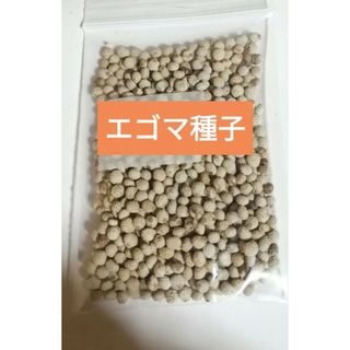 【自然農】エゴマの種　10g 葉も種も食べられる◎家庭菜園　園芸　おすすめ◎(その他)