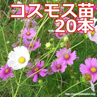 ■コスモス苗20本程度フラワー花☆追加OK☆送料込♪(その他)