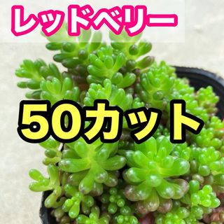 多肉植物　レッドベリー　50カット(その他)