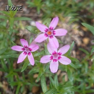 【ネコポス】芝桜 まめ芝挿し穂３０本(その他)