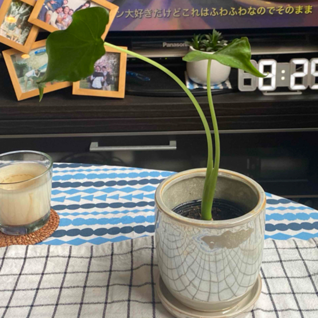 【人気観葉植物】軸しっかりクワズイモ(出世芋)抜き苗 ハンドメイドのフラワー/ガーデン(その他)の商品写真