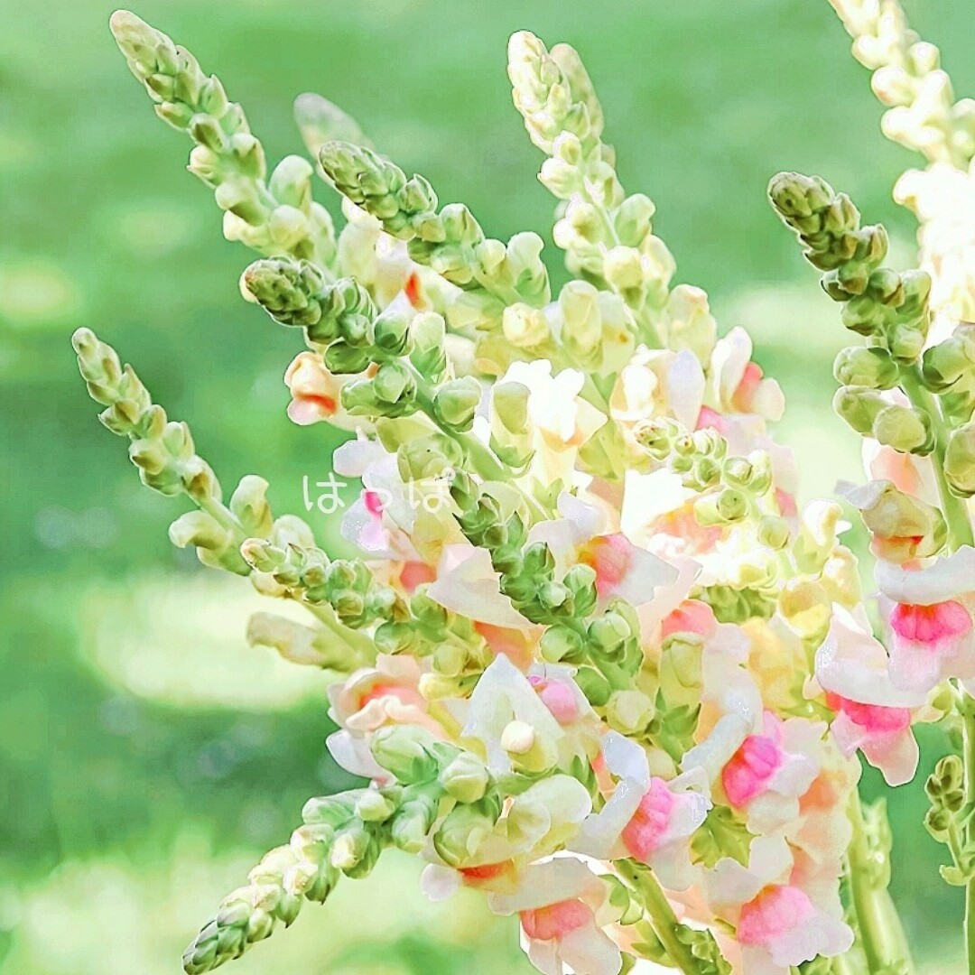 【増量中】花の種 可愛いバイカラー♡金魚草 アップルブロッサム 30粒 ハンドメイドのフラワー/ガーデン(その他)の商品写真