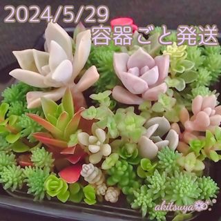 都の霞 姫秀麗 淡雪 紅葉祭り❤四角寄せ植え根付き 多肉植物 寄せ植え(その他)