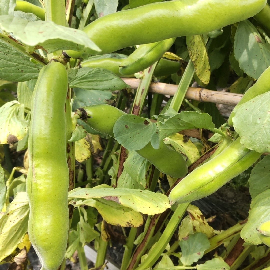 そら豆 食品/飲料/酒の食品(野菜)の商品写真