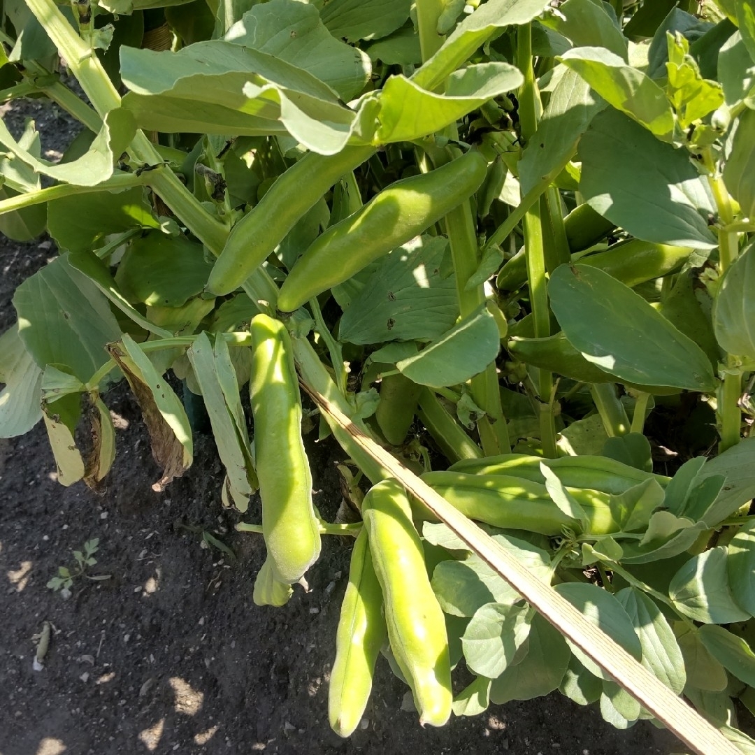 そら豆 食品/飲料/酒の食品(野菜)の商品写真