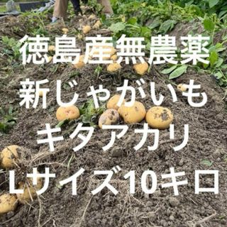 掘り立て‼️新じゃがいも　徳島産新じゃがいも無農薬キタアカリ10キロ(野菜)