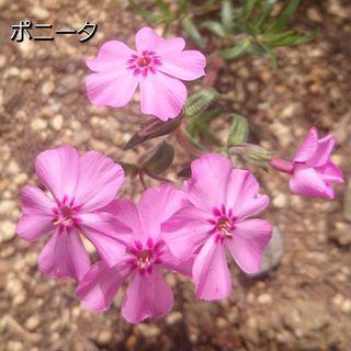 【ネコポス】芝桜 ポニータ挿し穂３０本(その他)