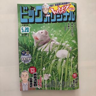 ショウガクカン(小学館)のビッグコミックオリジナル　2024年5月20日号(青年漫画)