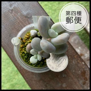 多肉植物　セダム　クライギー　抜き苗(その他)