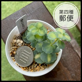 多肉植物　セダム　斑入りミセバヤ　抜き苗(その他)