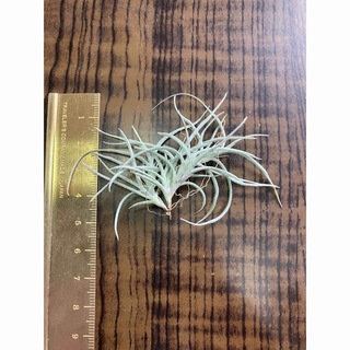 クロカータ トリスティス　クランプ　芳香種　エアープランツ　チランジア(その他)