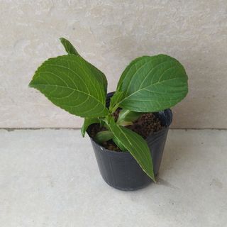 紫陽花 八重咲きピンク 挿し木苗 ④(その他)