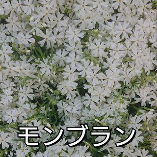 【ネコポス】芝桜 モンブラン挿し穂３０本(その他)