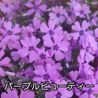 【ネコポス】芝桜 パープルビューティー挿し穂３０本(その他)