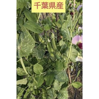 赤花絹さや250g【日本郵便】(野菜)