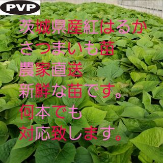 10本5月中旬発送分紅はるかウイルスフリーバイオ苗さつまいも苗野菜苗(野菜)