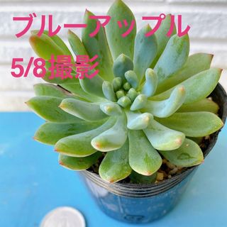 ■多肉植物■ブルーアップル　抜き苗(その他)