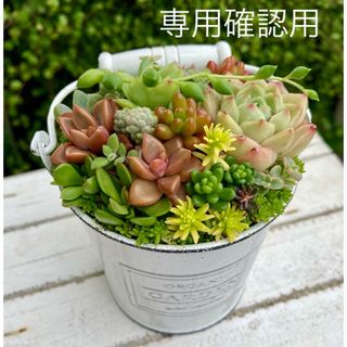 多肉植物寄せ植え(その他)