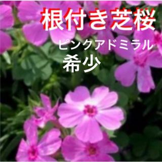 ⑩☆今がお得☆根付き芝桜☆ピンクアドミラル☆初心者様向き(プランター)