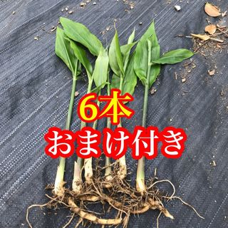 みょうが苗　ミョウガ  地下茎　無農薬　おまけ付き　みょうがの苗(野菜)