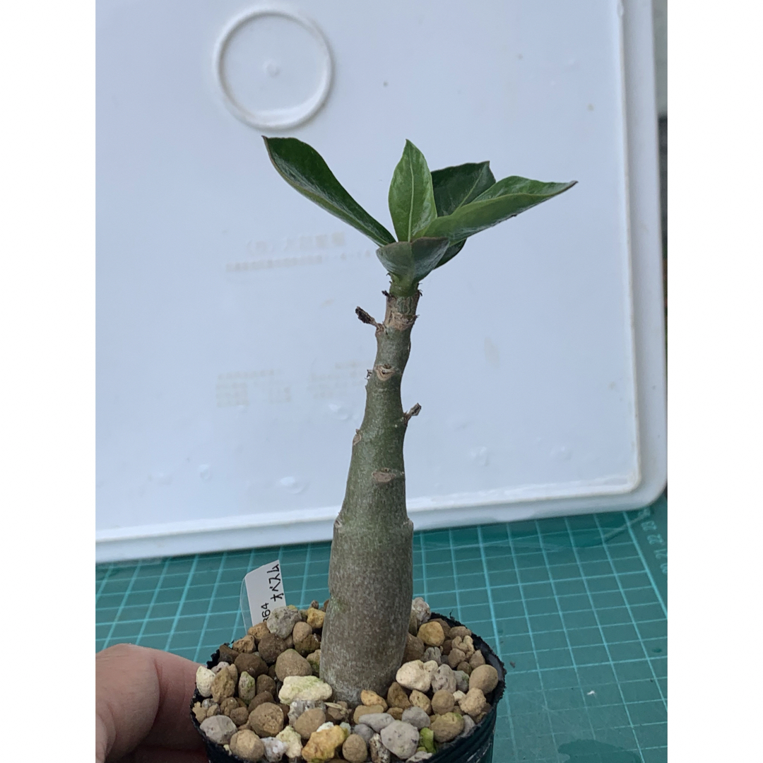 08 アデニウム　オベスム　抜き苗　Adenium obesum ハンドメイドのフラワー/ガーデン(その他)の商品写真