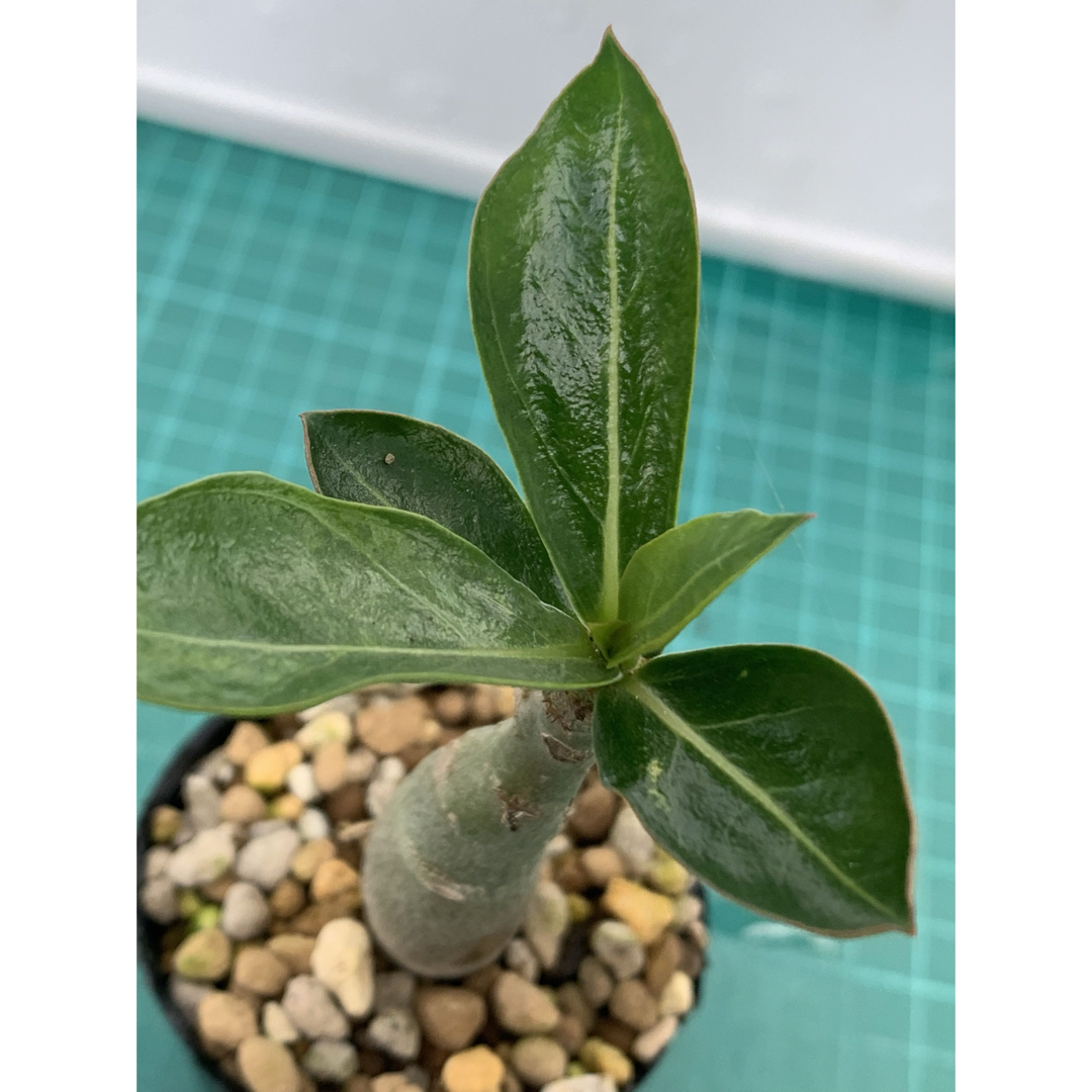 08 アデニウム　オベスム　抜き苗　Adenium obesum ハンドメイドのフラワー/ガーデン(その他)の商品写真