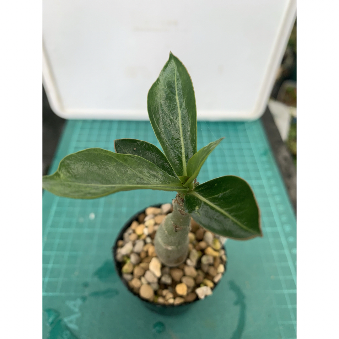 08 アデニウム　オベスム　抜き苗　Adenium obesum ハンドメイドのフラワー/ガーデン(その他)の商品写真