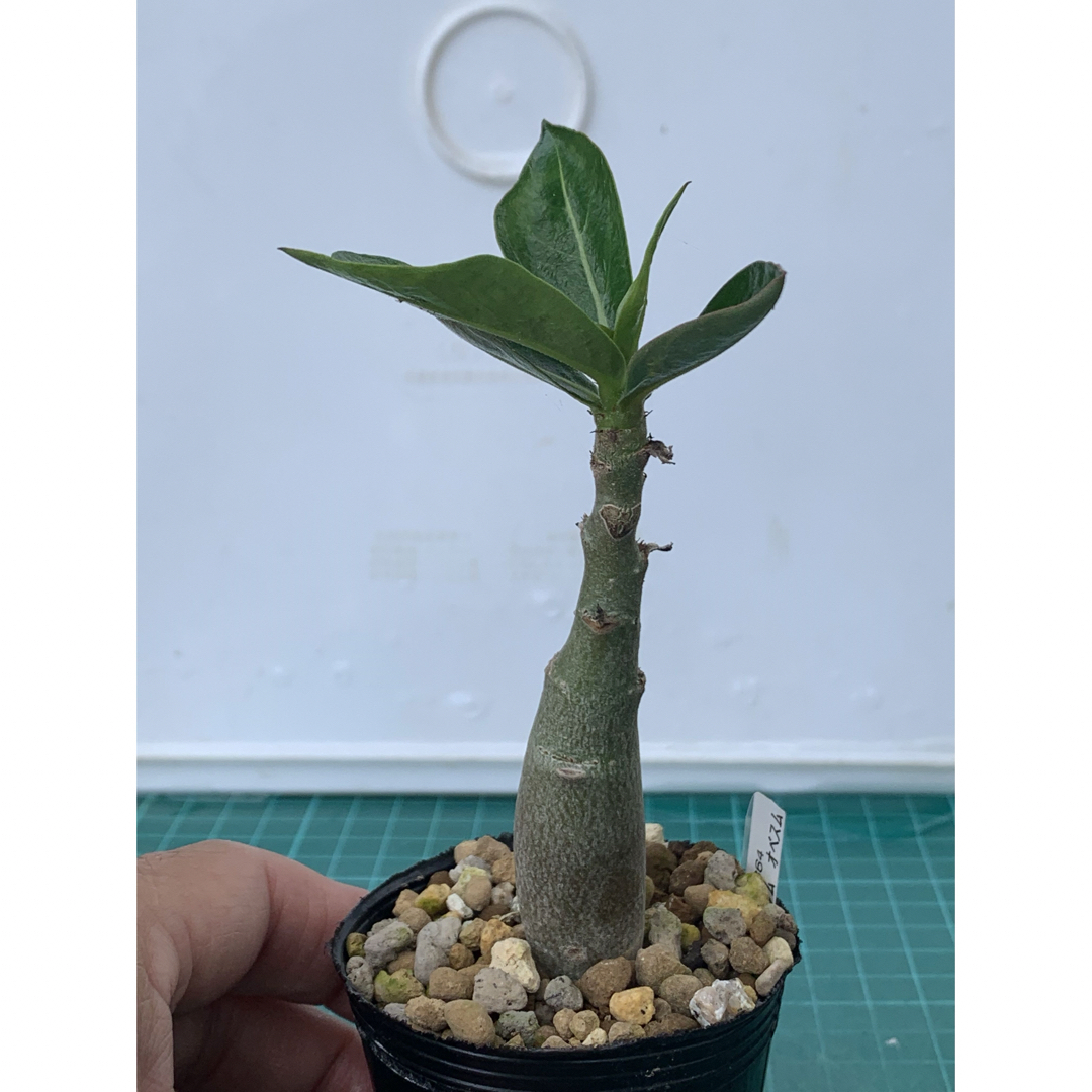 08 アデニウム　オベスム　抜き苗　Adenium obesum ハンドメイドのフラワー/ガーデン(その他)の商品写真