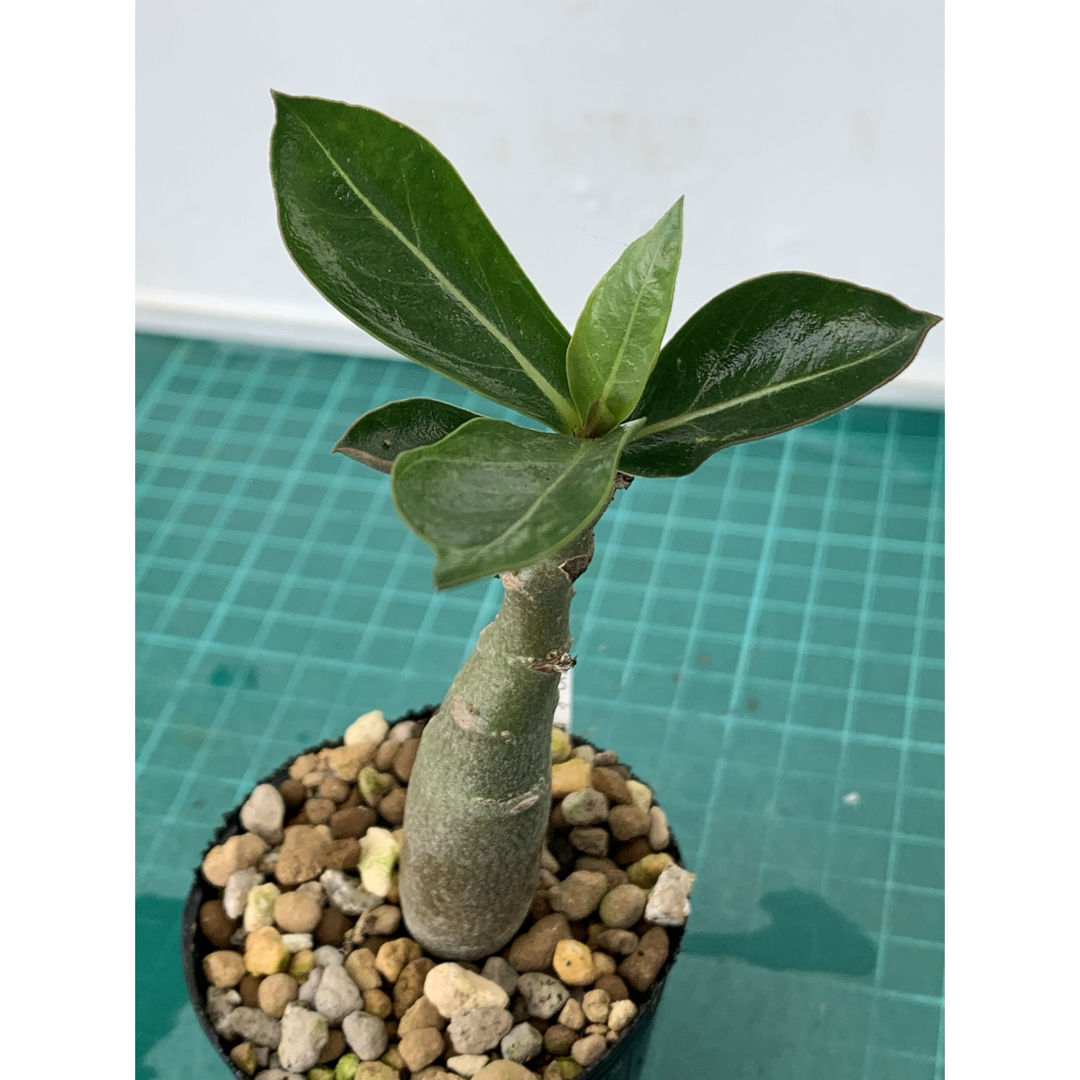 08 アデニウム　オベスム　抜き苗　Adenium obesum ハンドメイドのフラワー/ガーデン(その他)の商品写真