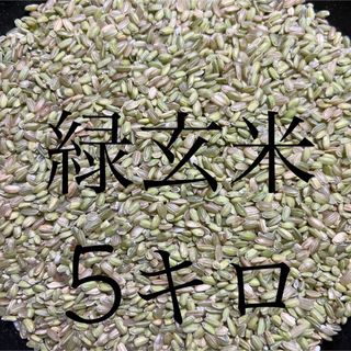 令和5年産　希少な緑玄米（うるち米）5キロ　数量限定(米/穀物)