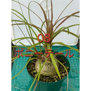 08 ポニーテール　鉢付　Beaucarnea recurvata(プランター)