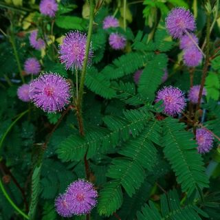 おじぎ草　種(プランター)