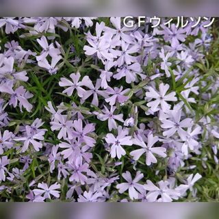 【ネコポス】芝桜 ＧＦウィルソン挿し穂３０本(その他)