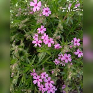 【ネコポス】芝桜 ナルミ挿し穂３０本(その他)