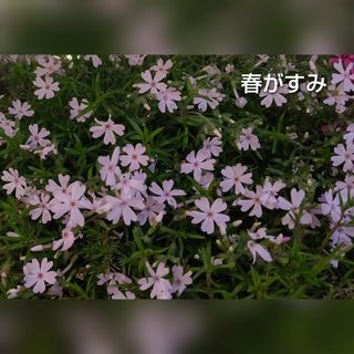 【ネコポス】芝桜 春がすみ挿し穂３０本(その他)