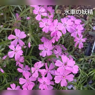 【ネコポス】芝桜 水車の妖精挿し穂３０本(その他)