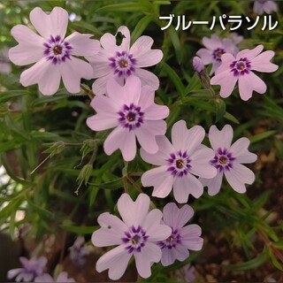 【ネコポス】芝桜 ブルーパラソル挿し穂３０本(その他)