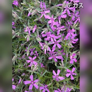 【ネコポス】芝桜 デカス挿し穂３０本(その他)