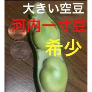 河内一寸豆　そら豆　無農薬　700g さや込み(野菜)