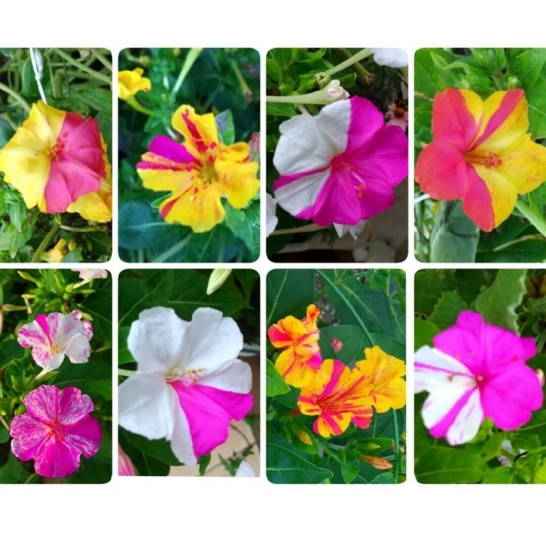 おしろい花ミックス　種 ハンドメイドのフラワー/ガーデン(その他)の商品写真