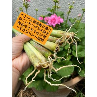 ベトナム最高香り柔らかい種レモングラス抜き苗3本サイズバラバラ(野菜)