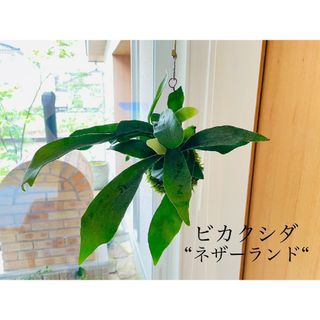 ビカクシダの苔玉　ネザーランド　コウモリラン　ビフルカツム(その他)