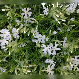 【ネコポス】芝桜 ホワイトデライト挿し穂３０本(その他)