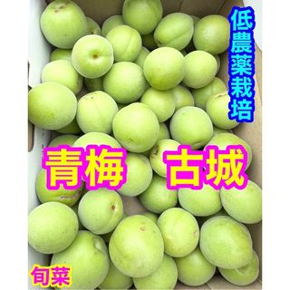 青梅   古城   低農薬   約2kg(フルーツ)